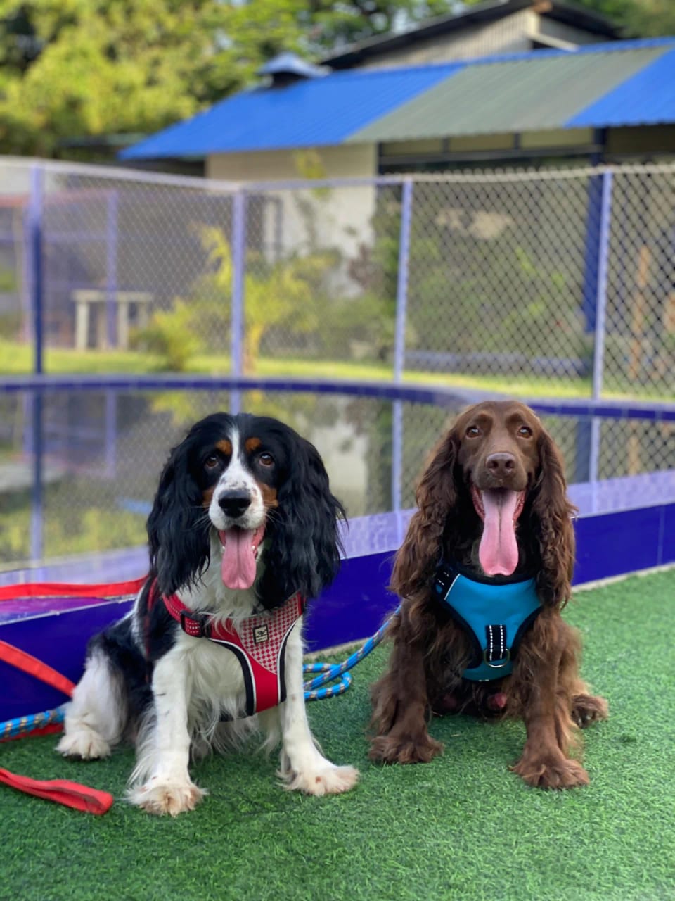 Two cocker spaniels on the turf in front of the blue-tiled pool