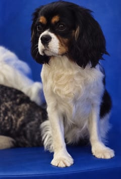 Kombirei, a Cavalier King Charles, in the framed portrait on the café wall