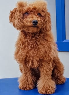 Shiroilembi, a Poodle, in the framed portrait on the café wall