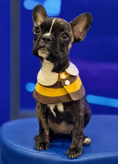 Singarei, a French Bulldog, in the framed portrait on the café wall